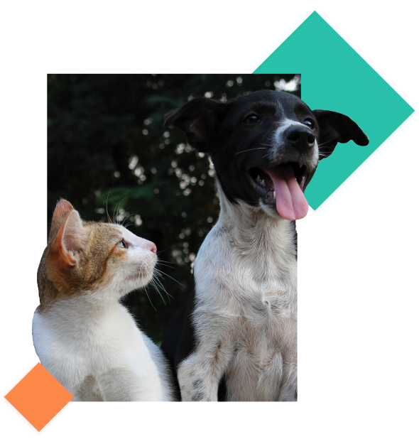 animali