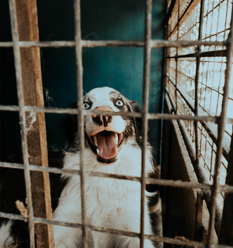 Animali